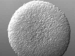 Light micrograph of HEK293 cells from 3D culture.