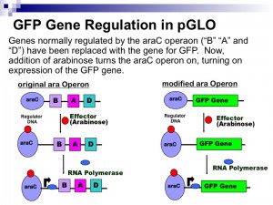 Comparison of original arabinose operon with the GFP modified operon.