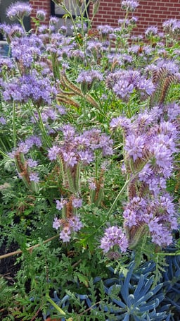 Lacy Phacelia plant