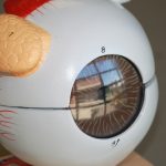 model of human eye ball