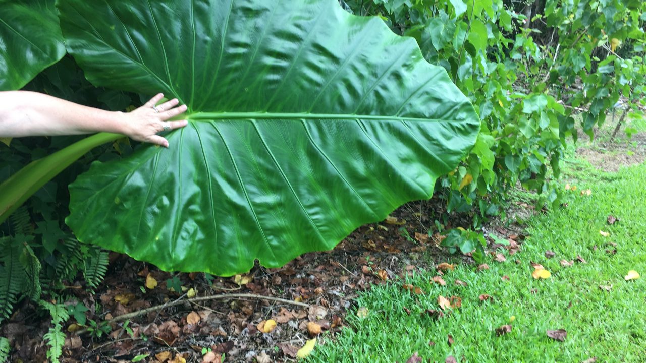 Size comparison of a hand and a huge leaf