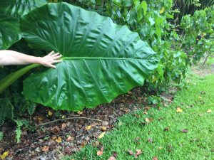 Size comparison of a hand and a huge leaf