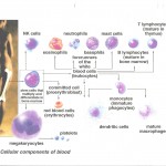 Immunology picture #2