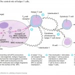 Immunology picture #3
