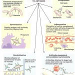 Immunology picture #4